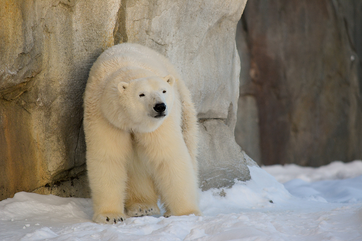 Polar Bears - Profile Pic - Aurora.jpg (796 KB)